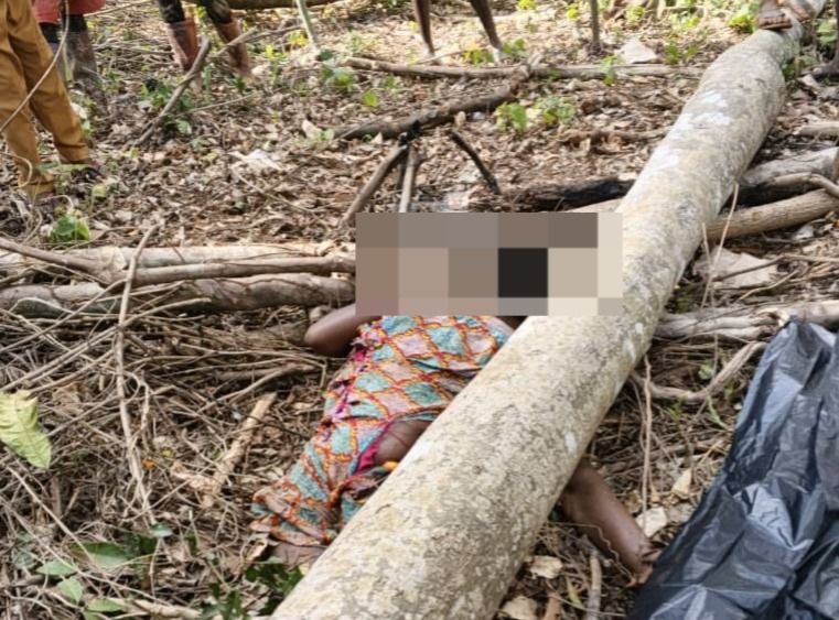 WNR: Woman killed by falling tree in forest reserve at Juaboso